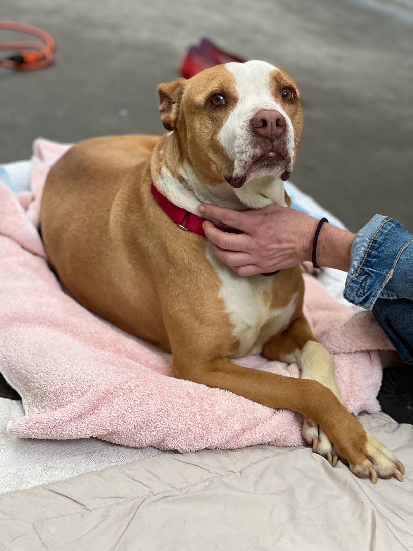 Peaches, a Adoptable mixed breed image 1/2