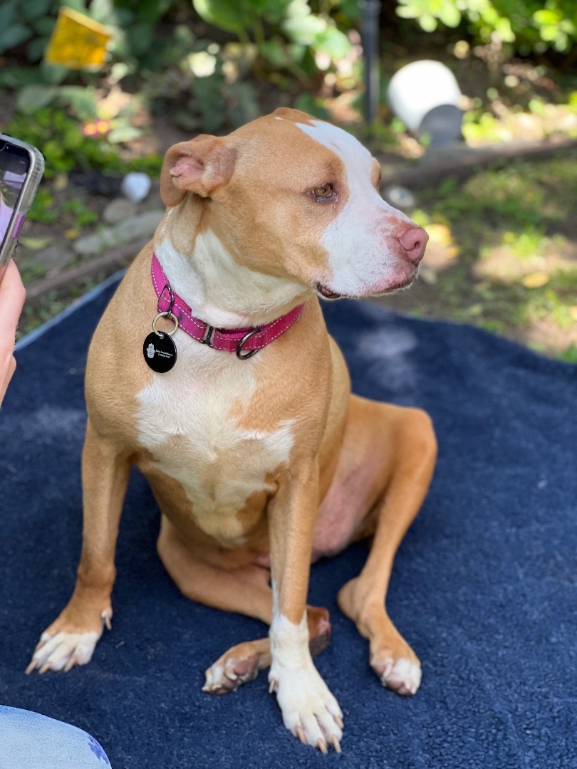 Peaches, a Adoptable mixed breed image 2/2