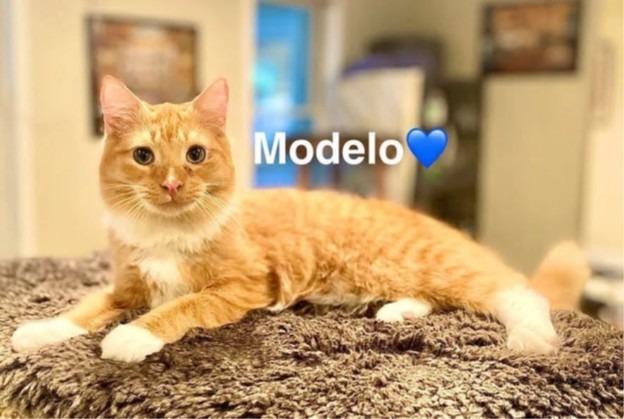 Enlarge Modelo, a Adoptable mixed breed in Lunenburg, MA image 1/1