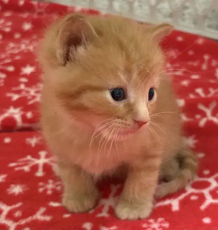 Janus, Adoptable, Kitten Male Domestic Short Hair.