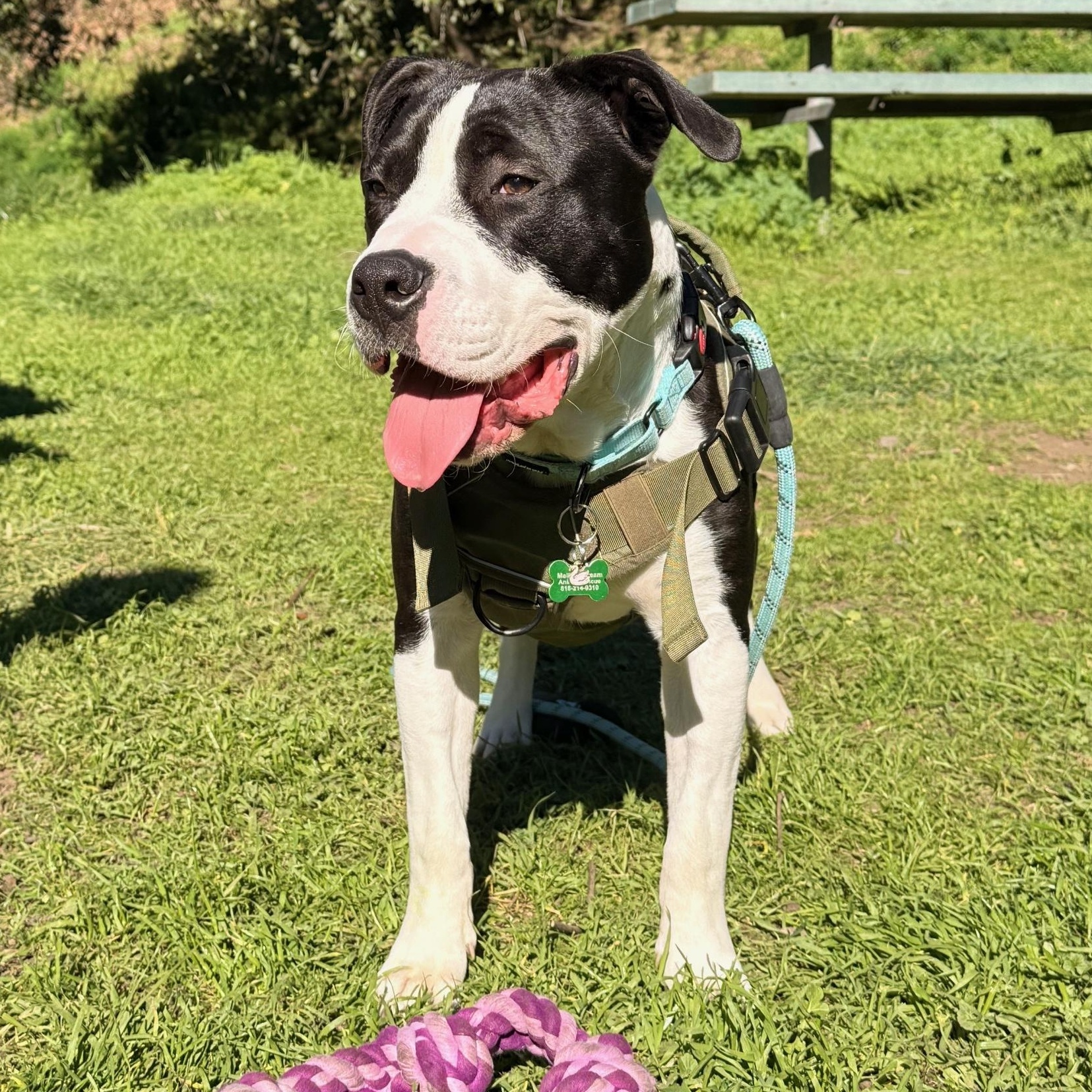 Lil John, an adopted mixed breed in Berkeley, CA image 3/6