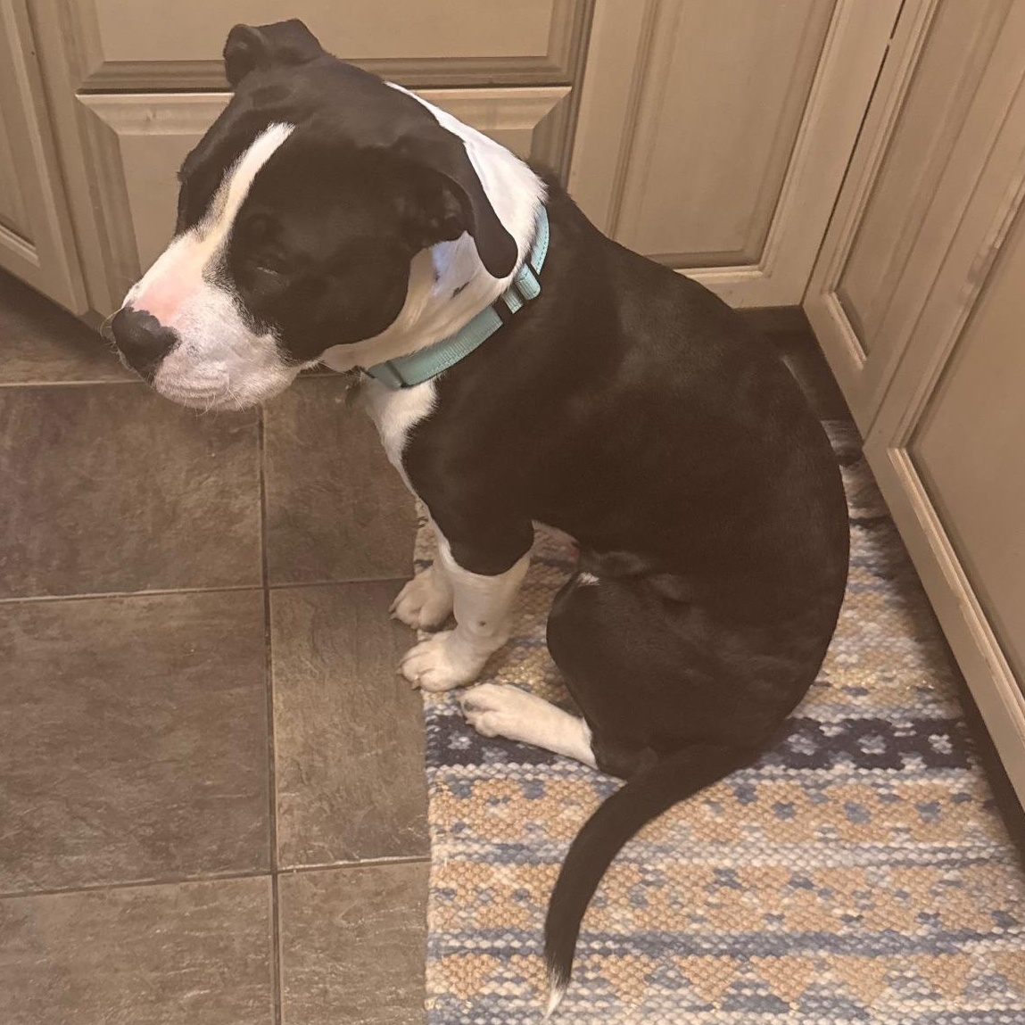 Lil John, an adopted mixed breed in Berkeley, CA image 6/6