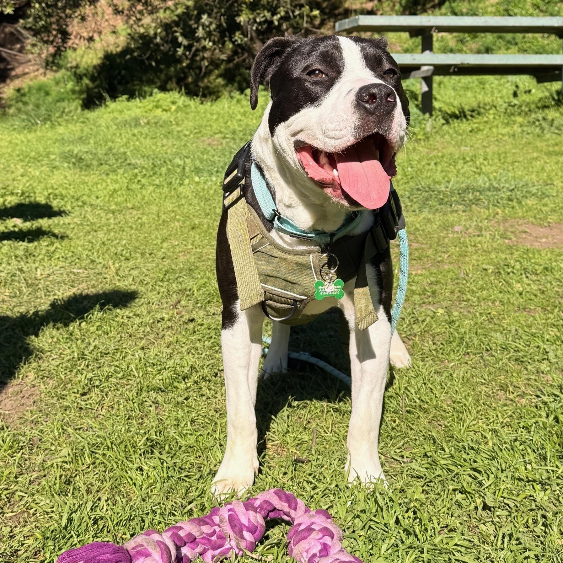 Lil John, an adopted mixed breed in Berkeley, CA image 1/6