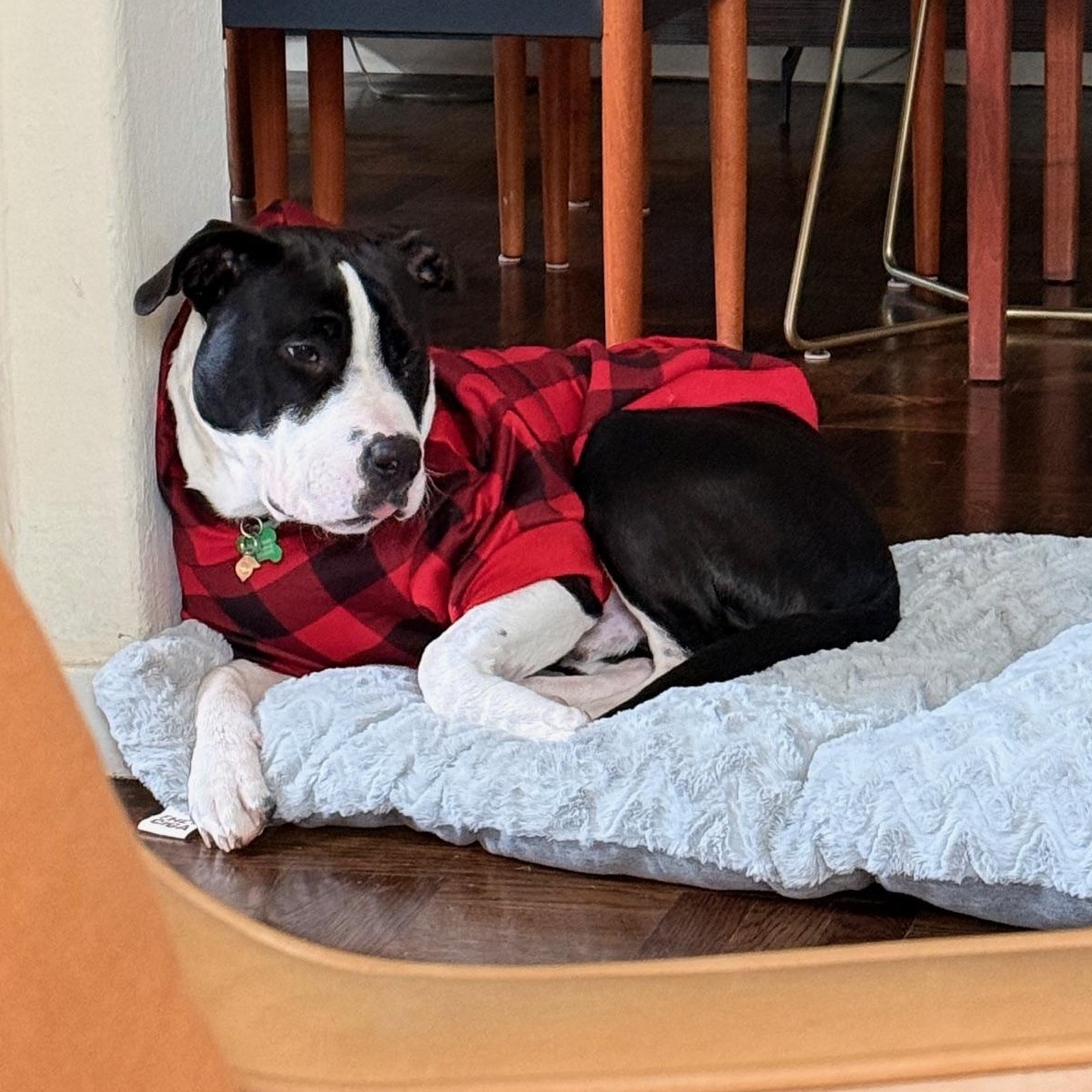 Lil John, an adopted mixed breed in Berkeley, CA image 4/6