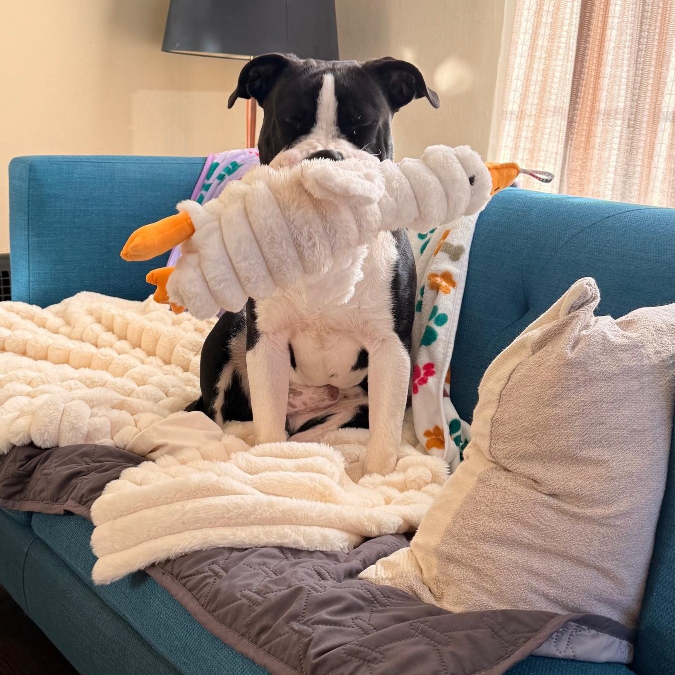 Lil John, an adopted mixed breed in Berkeley, CA image 2/6