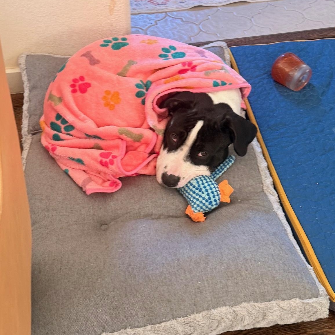 Lil John, an adopted mixed breed in Berkeley, CA image 5/6