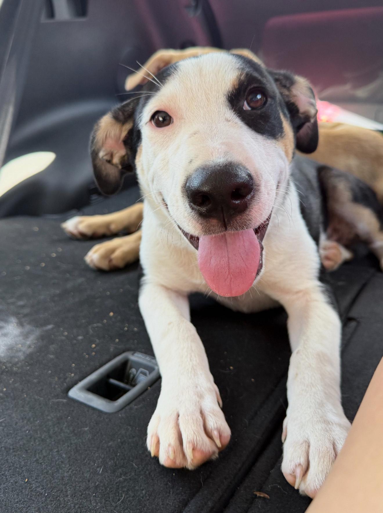 Darla, Baby Female Shepherd