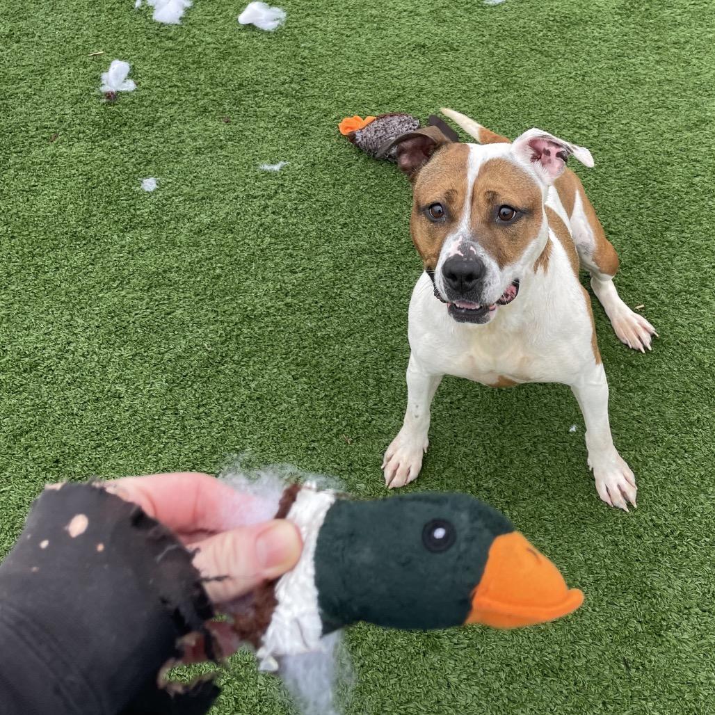 Princess, Adoptable, Adult Female Pit Bull Terrier.