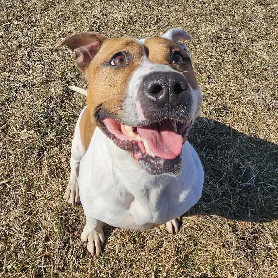 Enlarge Princess, a Adoptable mixed breed in Bristol, IN image 2/6