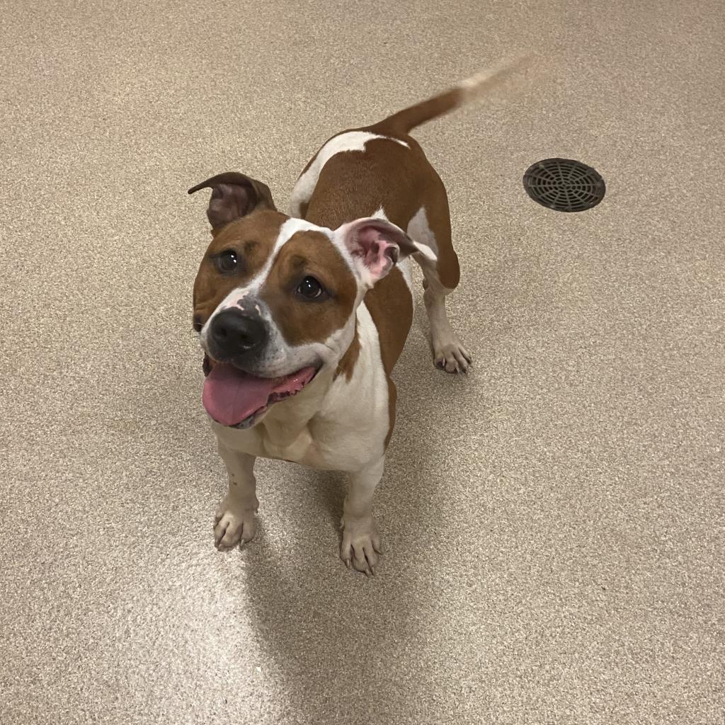 Enlarge Princess, a Adoptable mixed breed in Bristol, IN image 3/4