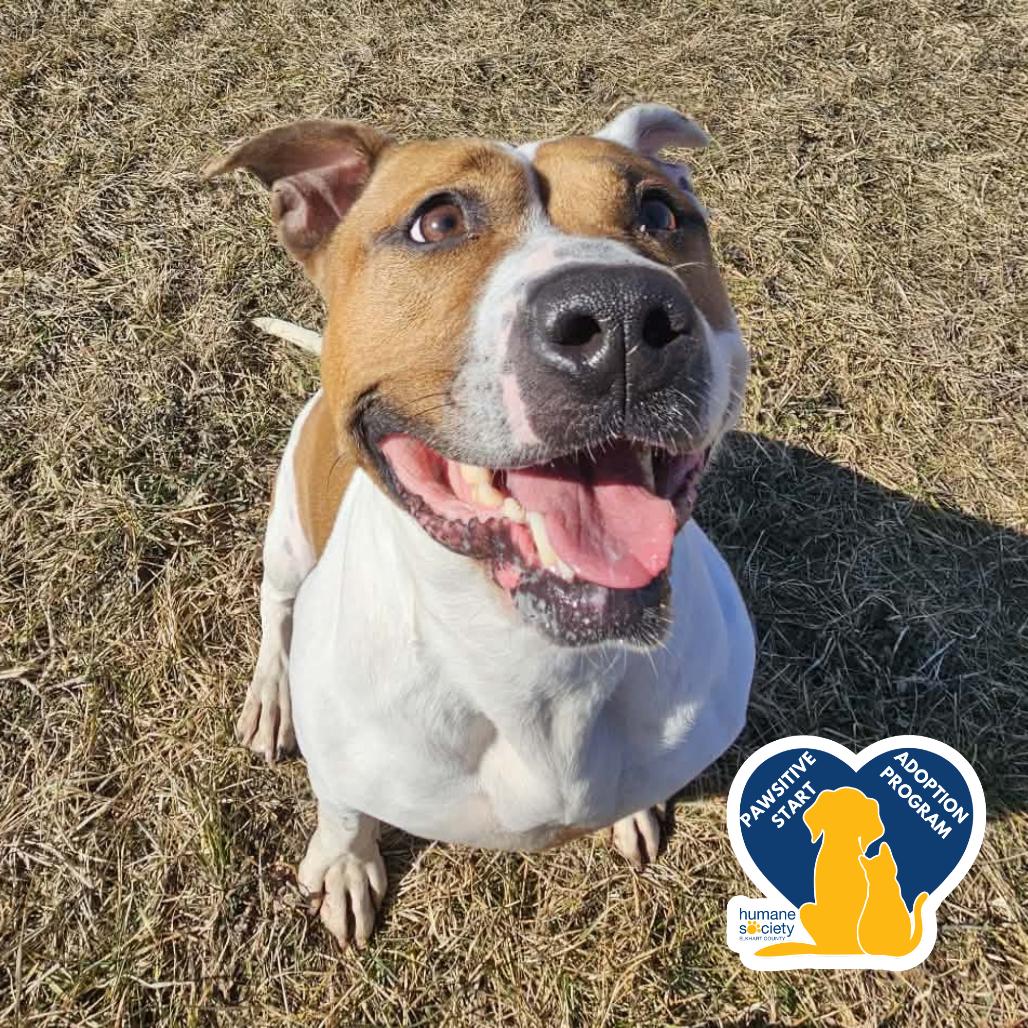 Enlarge Princess, a Adoptable mixed breed in Bristol, IN image 5/6