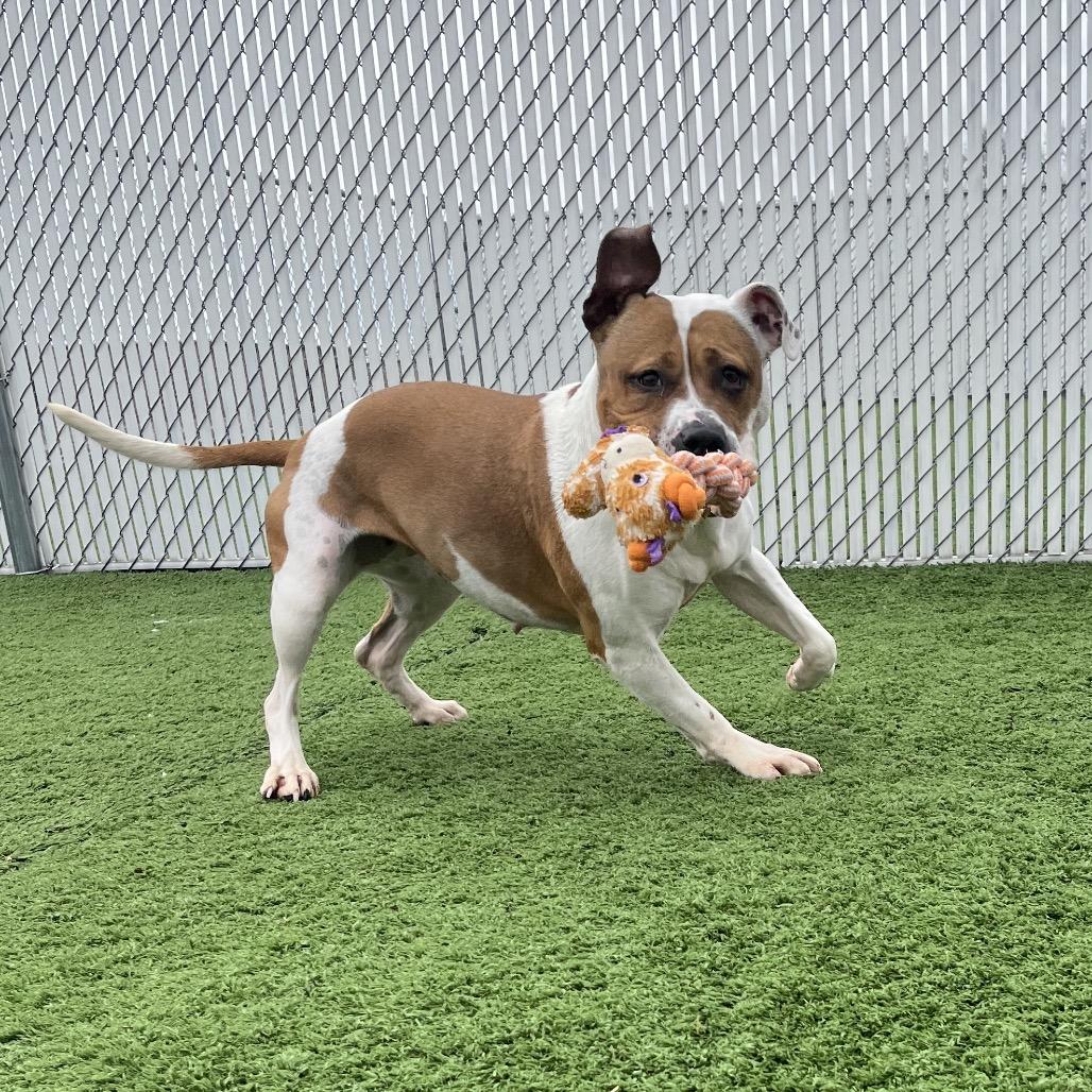 Enlarge Princess, a Adoptable mixed breed in Bristol, IN image 5/6