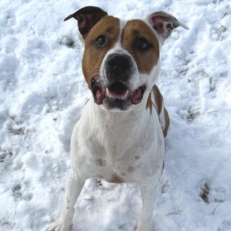 Enlarge Princess, a Adoptable mixed breed in Bristol, IN image 4/4