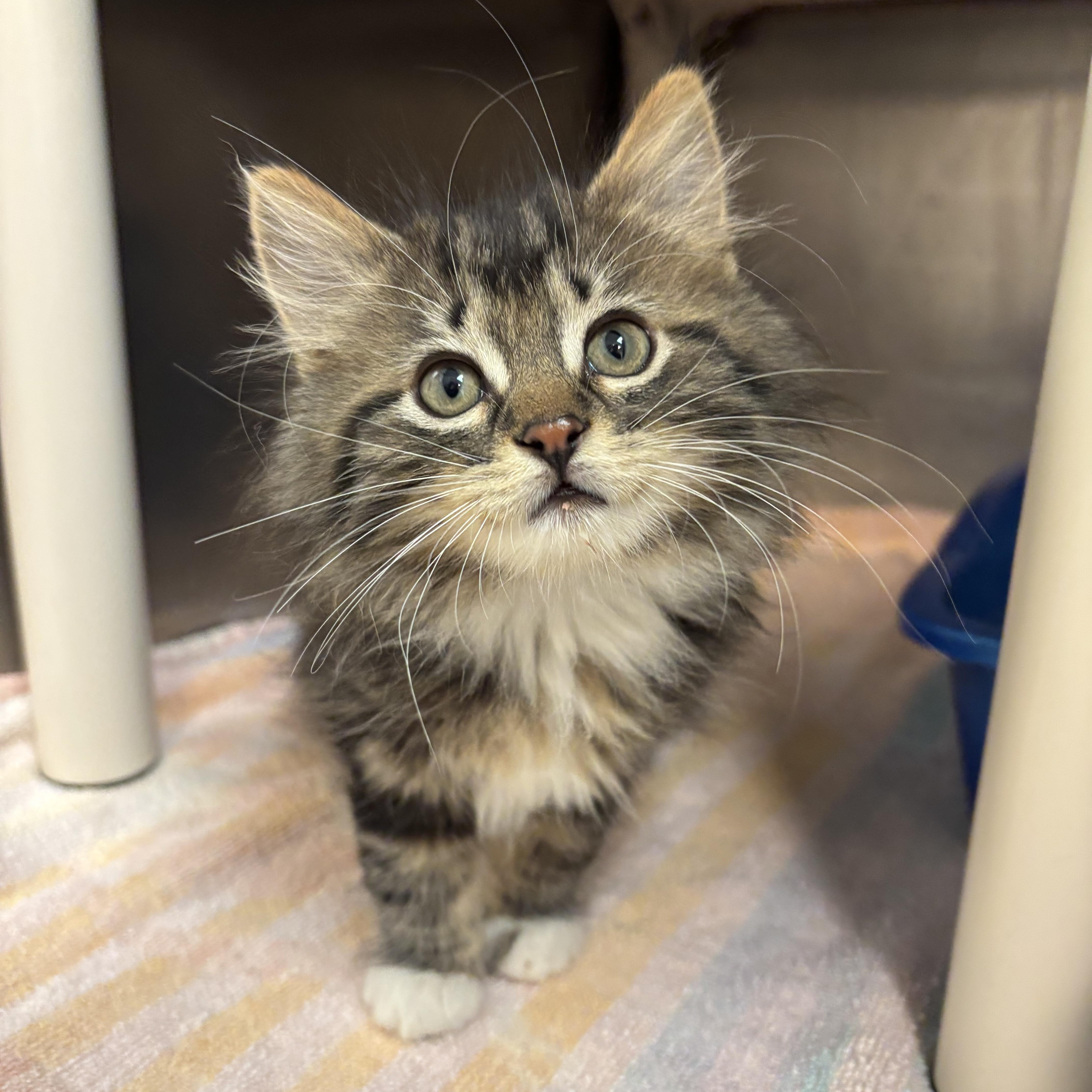 General Kitten Application, Adoptable, Young Male Domestic Short Hair.