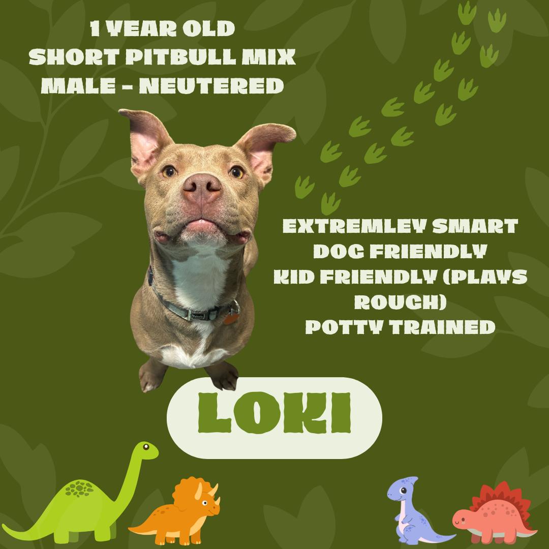 Enlarge Loki, a Adoptable mixed breed in Watauga, TX image 1/1