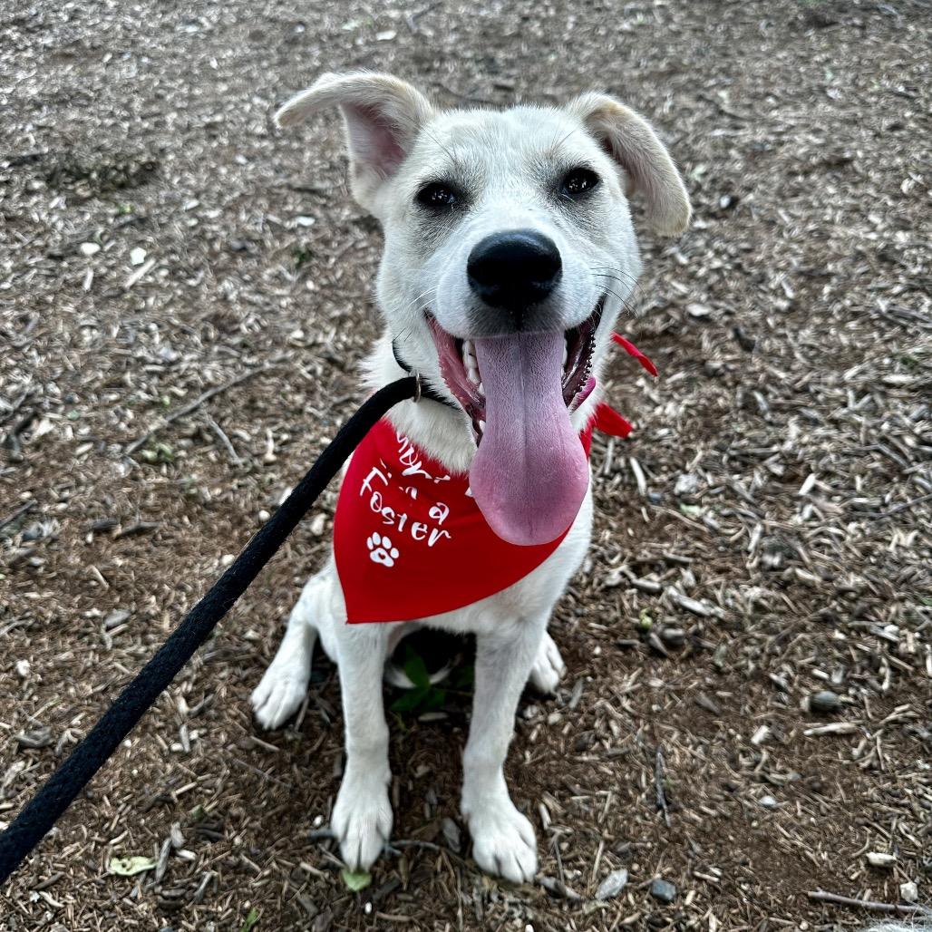 Flora, Adoptable, Young Female Husky & Mixed Breed.