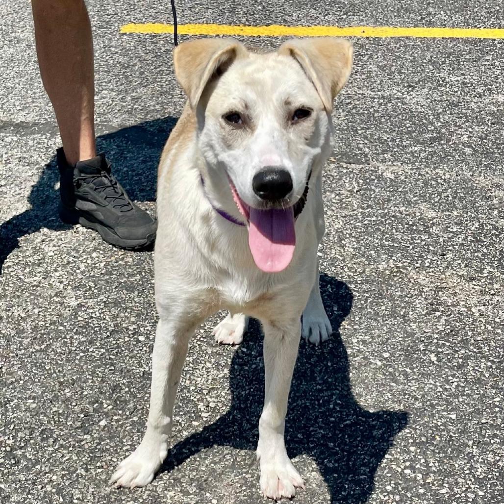 Flora, a Adoptable mixed breed in Deerfield, IL image 2/2