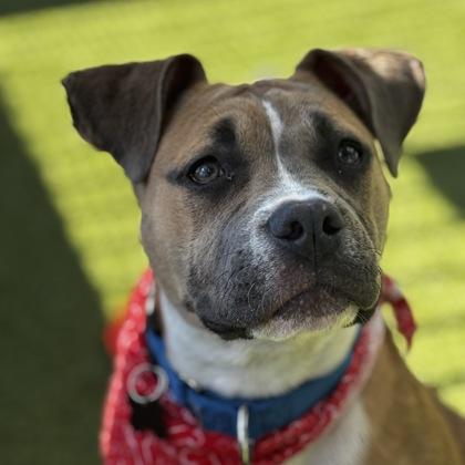 Piggy, Adoptable, Young Female Mixed Breed & Mixed Breed.