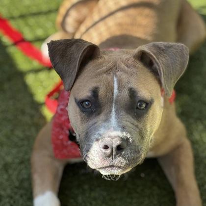 Enlarge Piggy, a Adoptable mixed breed in Merriam, KS image 2/3