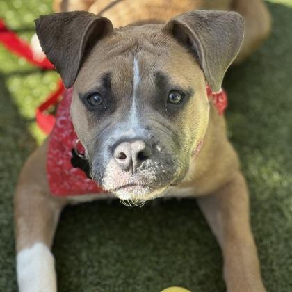 Enlarge Piggy, a Adoptable mixed breed in Merriam, KS image 3/3