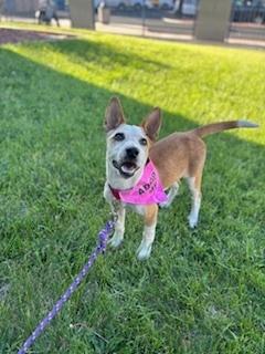Jude, a Adoptable Mixed Breed in Page, AZ image 1/2