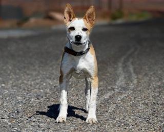 Jude, a Adoptable Mixed Breed in Page, AZ image 2/2
