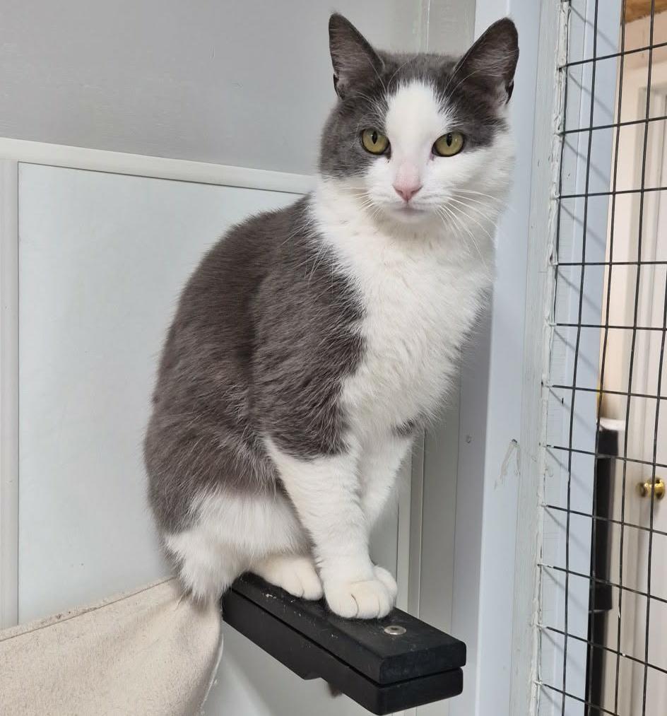 Enlarge Abaddon, an adoptable mixed breed in Carsonville, MI image 2/6