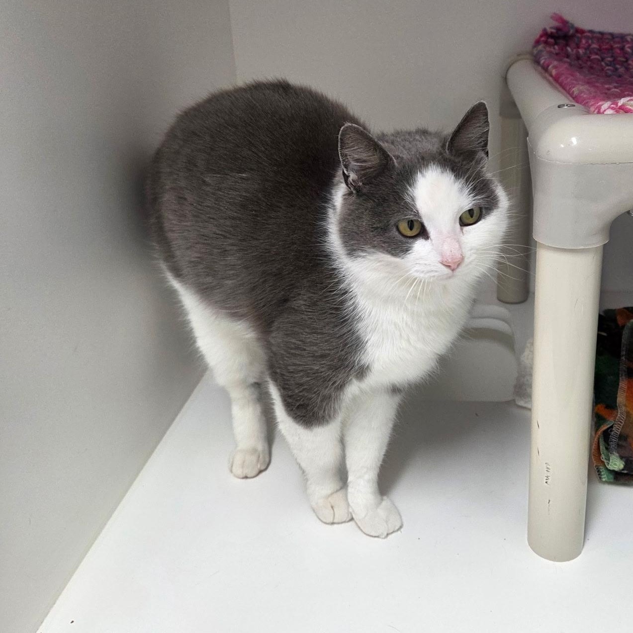 Abaddon, ADOPTABLE, Adult Female Domestic Short Hair.