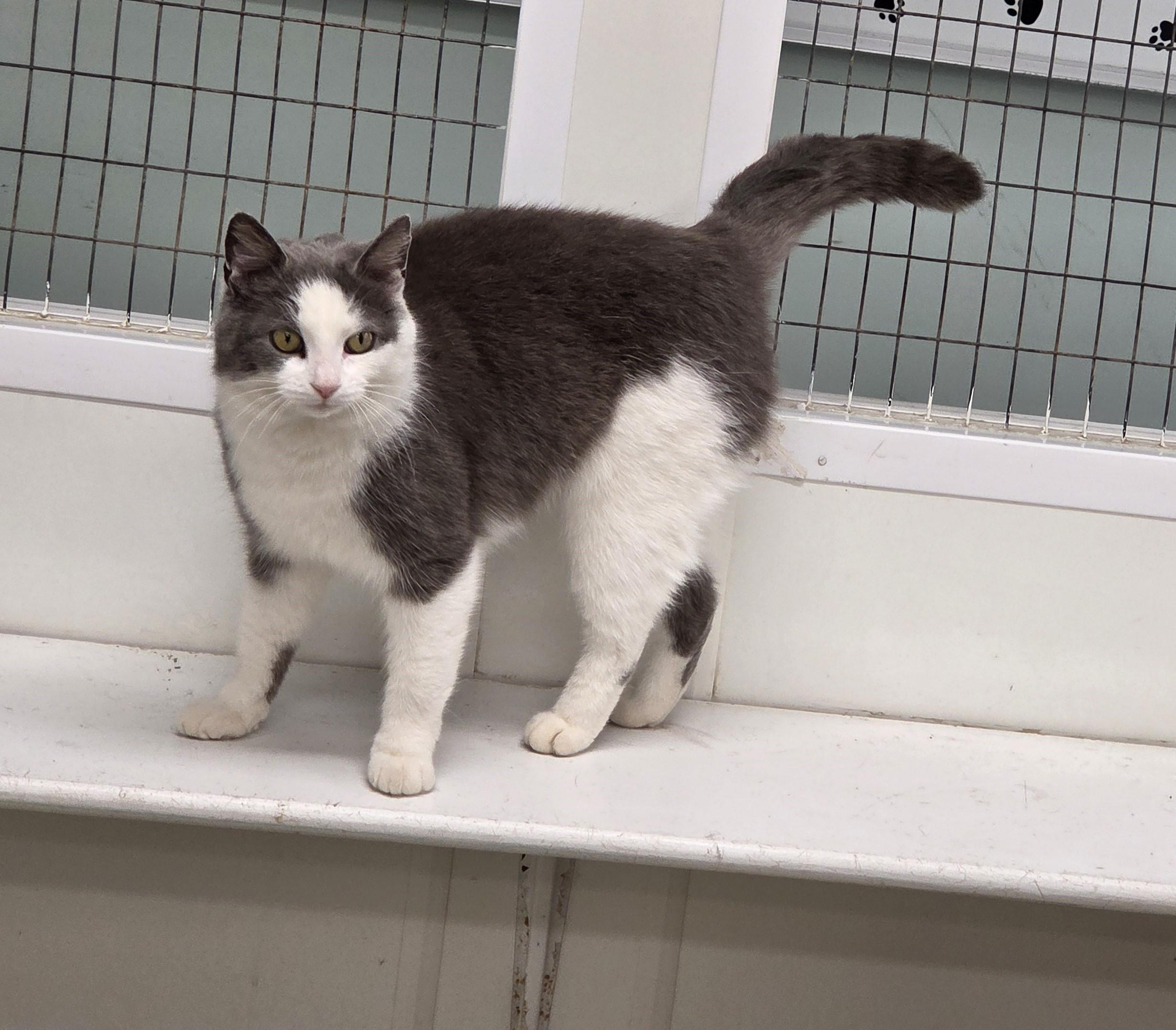 Enlarge Abaddon, an adoptable mixed breed in Carsonville, MI image 4/6