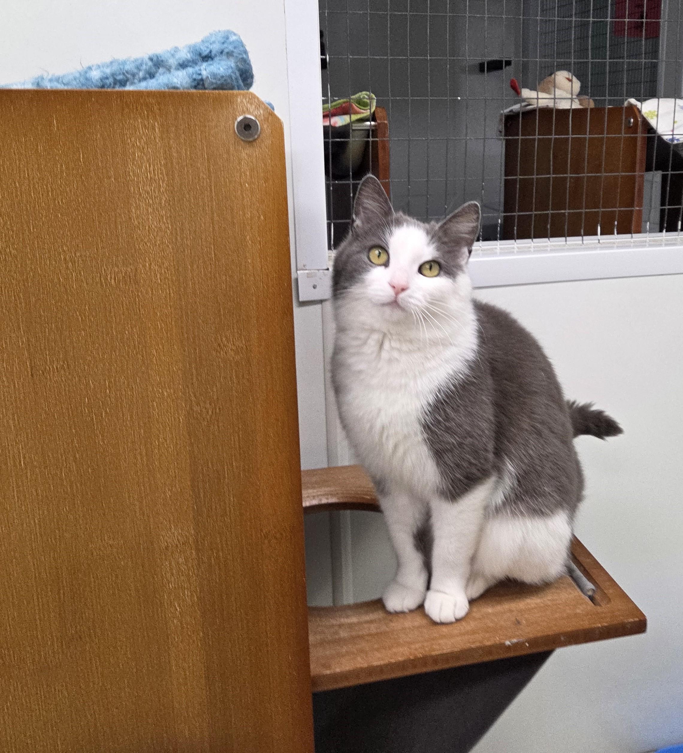 Enlarge Abaddon, an adoptable mixed breed in Carsonville, MI image 6/6