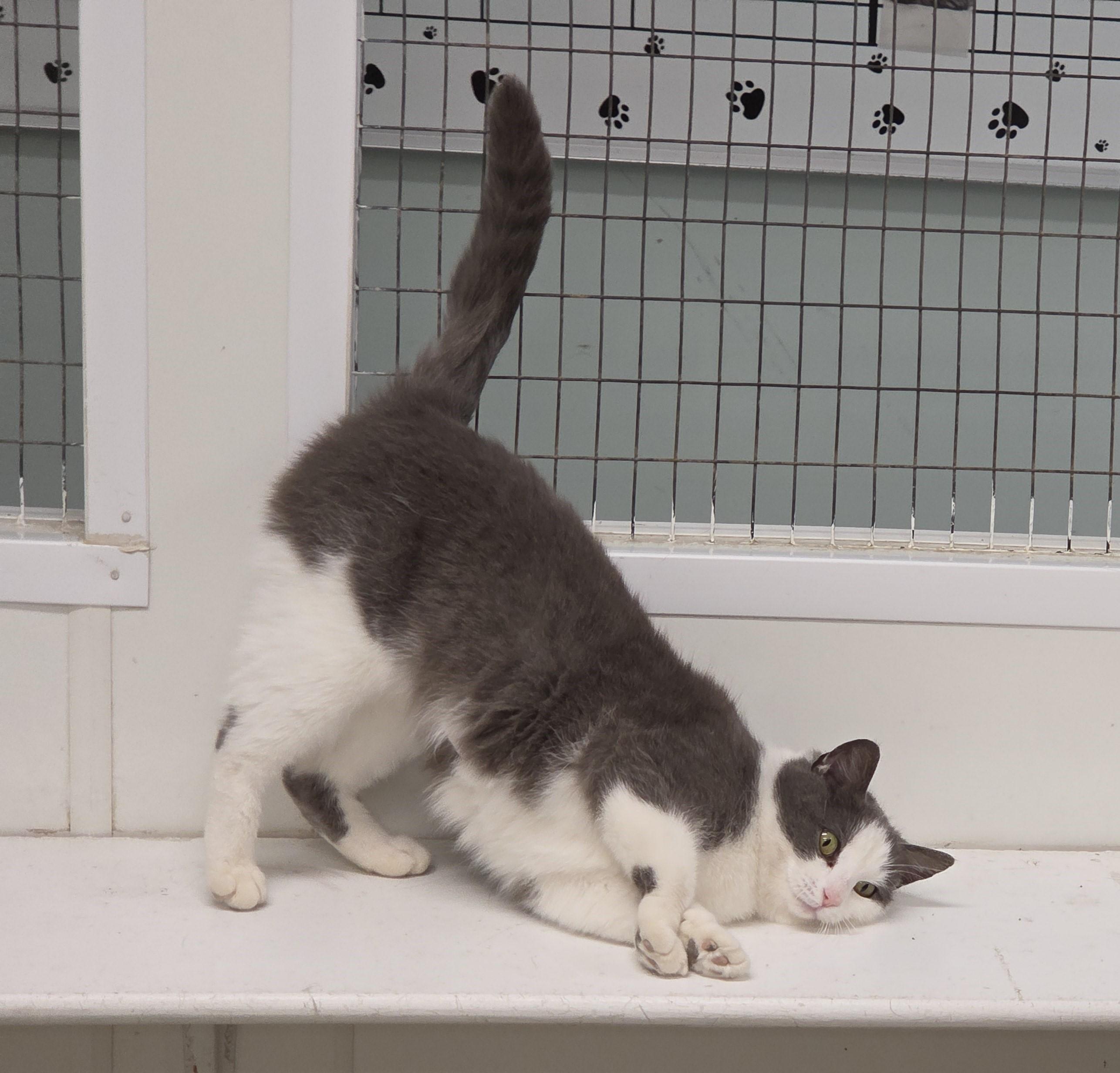 Enlarge Abaddon, an adoptable mixed breed in Carsonville, MI image 3/6