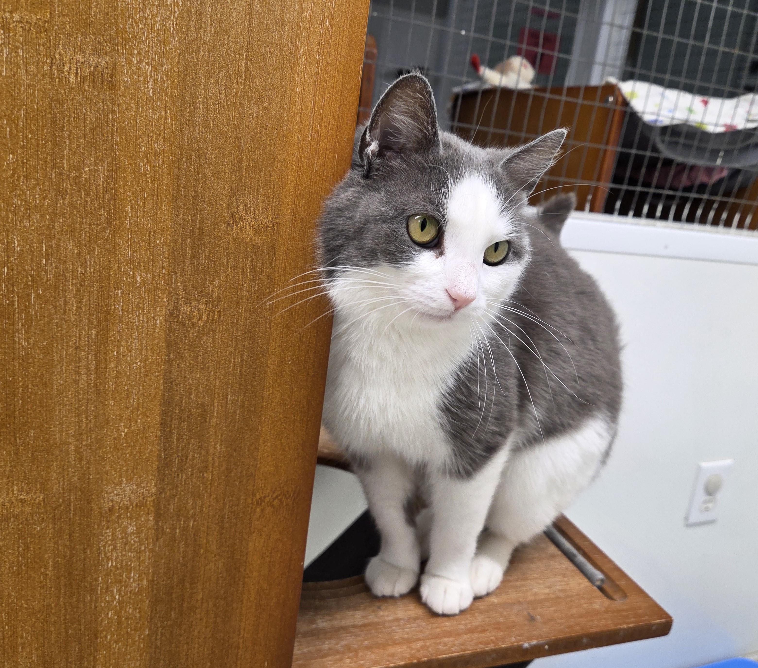 Abaddon, adoptable, Adult Female Domestic Short Hair.