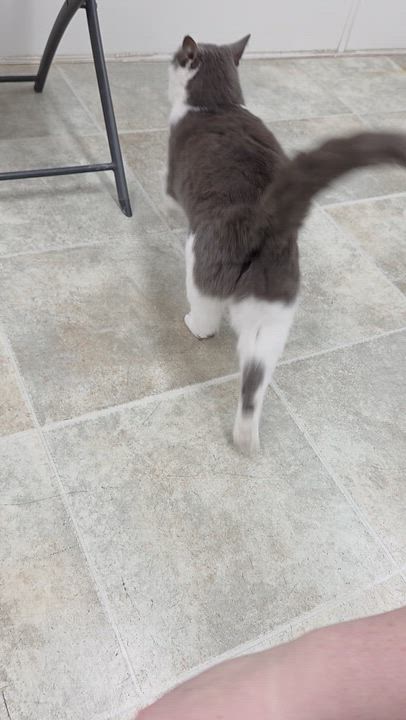 Enlarge Abaddon, an adoptable mixed breed in Carsonville, MI video 5/6