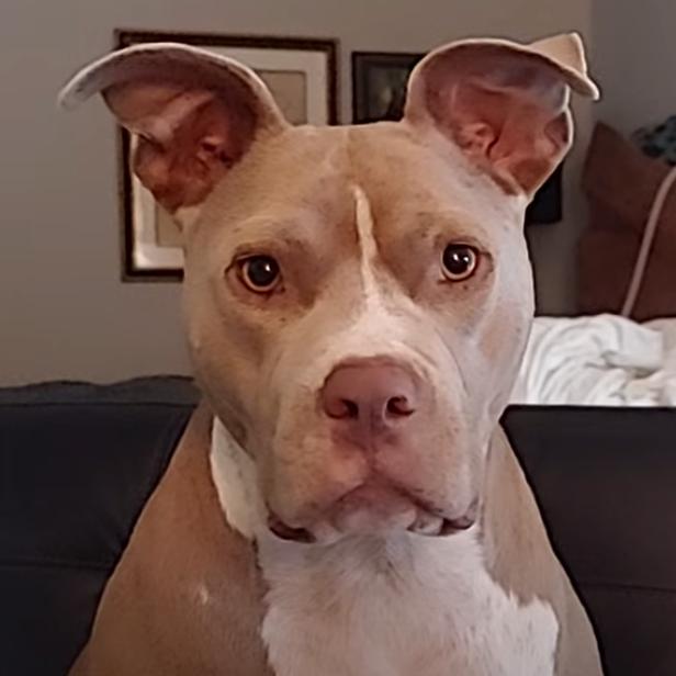 Enlarge Mimosa, a Adoptable American Staffordshire Terrier in Decatur, GA image 1/3