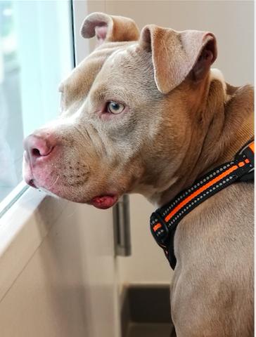 Enlarge Mimosa, a Adoptable American Staffordshire Terrier in Decatur, GA image 1/3