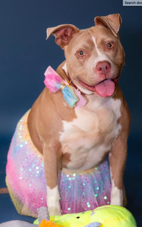 Enlarge Mimosa, a Adoptable American Staffordshire Terrier in Decatur, GA image 2/3