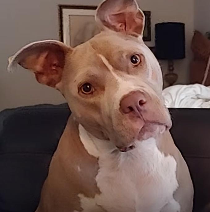 Enlarge Mimosa, a Adoptable American Staffordshire Terrier in Decatur, GA image 2/3