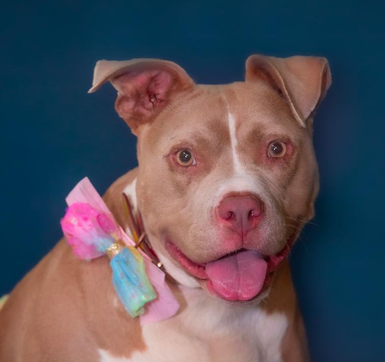 Enlarge Mimosa, a Adoptable American Staffordshire Terrier in Decatur, GA image 3/3