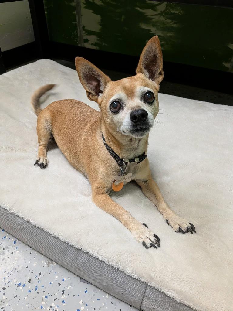 Dexter, Adoptable, Senior Male Chihuahua.