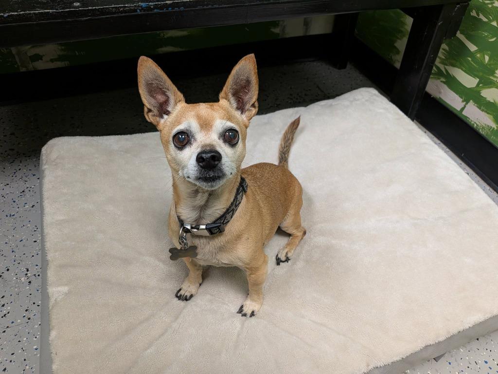 Enlarge Dexter, a Adoptable mixed breed in Salt Lake City, UT image 2/2