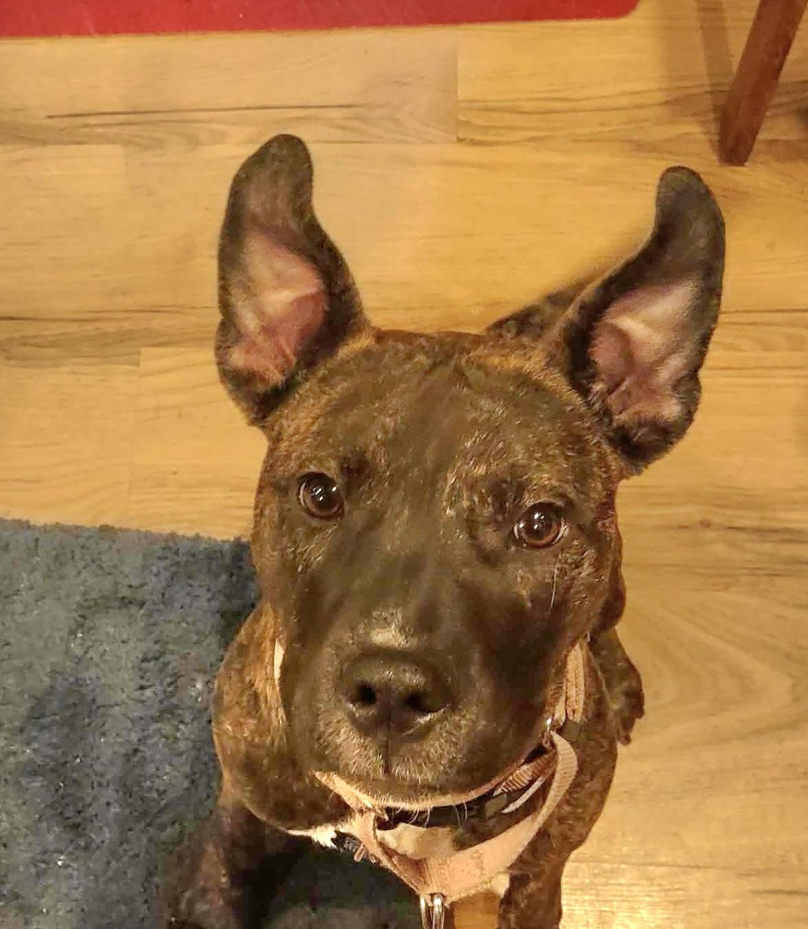 Little pocket Pearl, a Adoptable mixed breed in Blue Bell, PA image 1/6