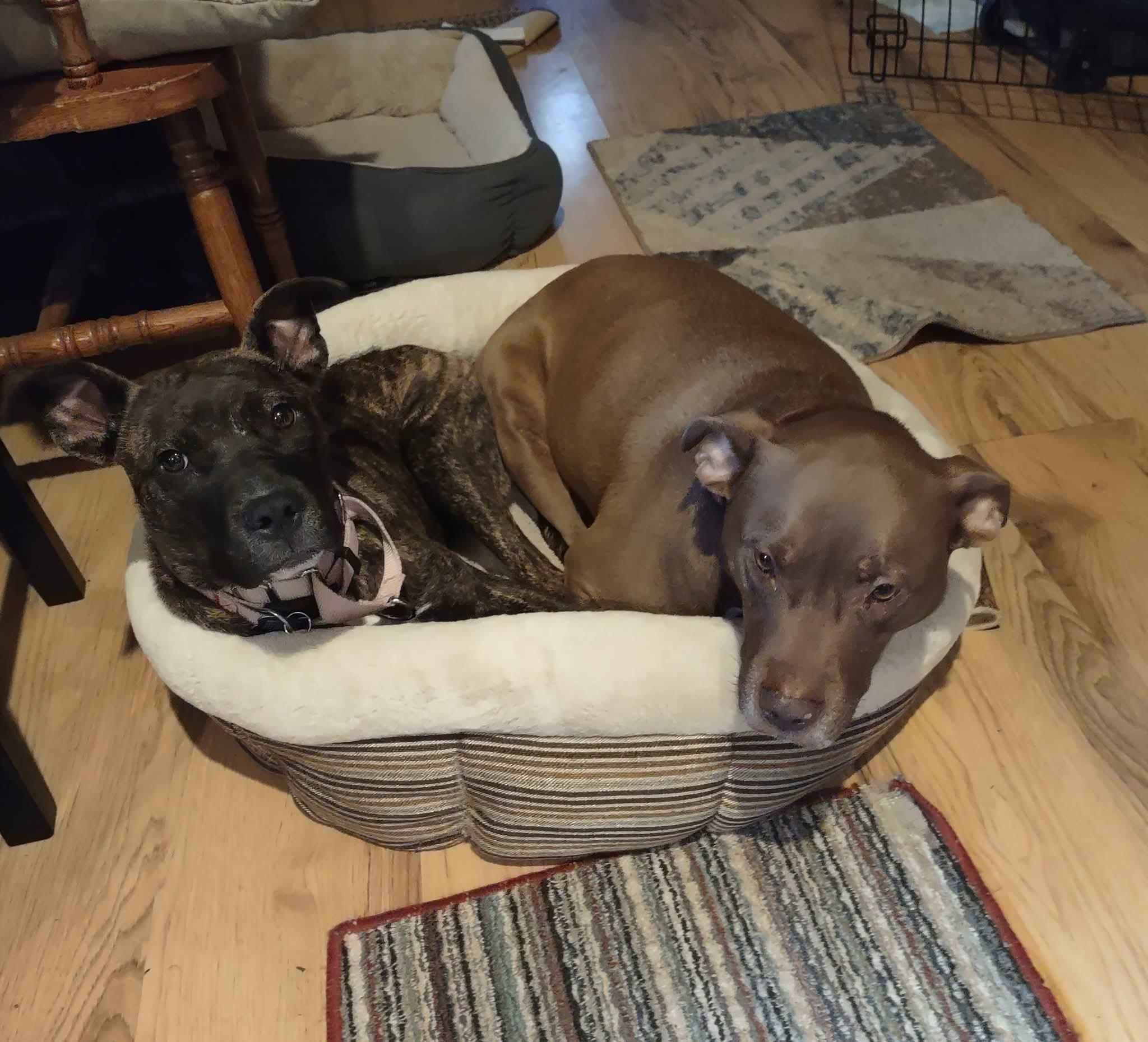 Little pocket Pearl, adopted, Young Female Mixed Breed & Terrier.