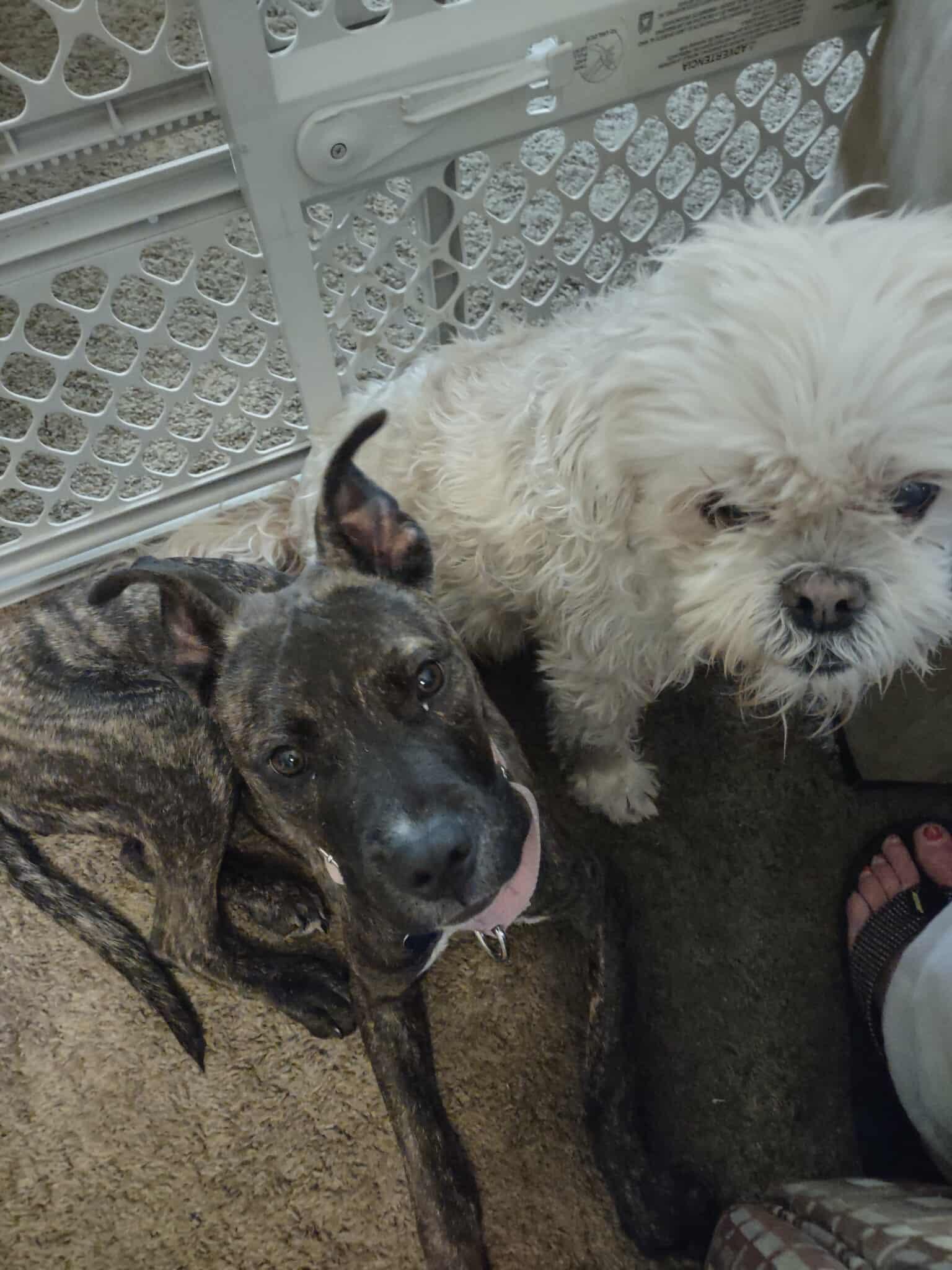 Little pocket Pearl, a Adoptable mixed breed in Blue Bell, PA image 3/6