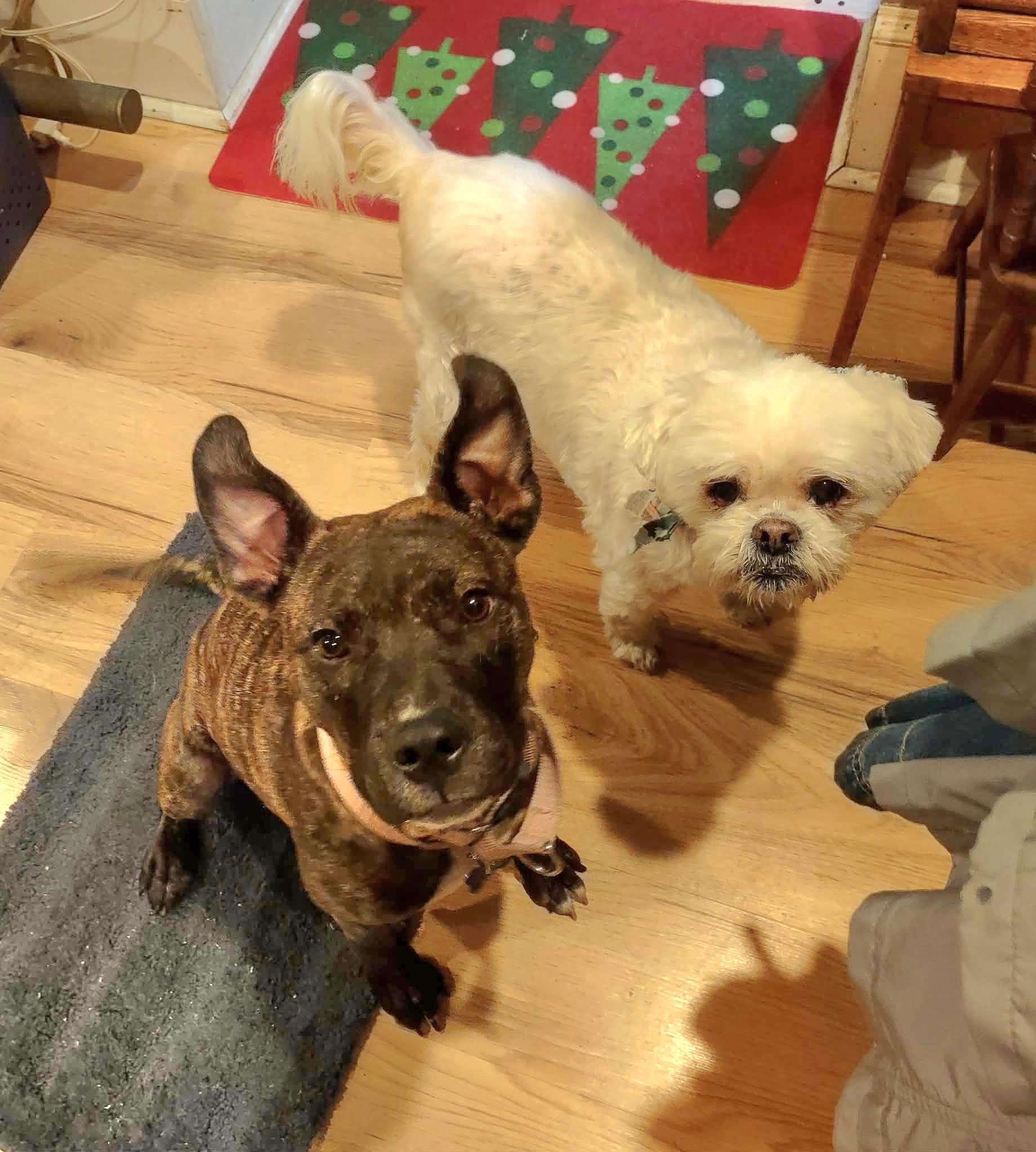 Little pocket Pearl, a Adoptable mixed breed in Blue Bell, PA image 5/6