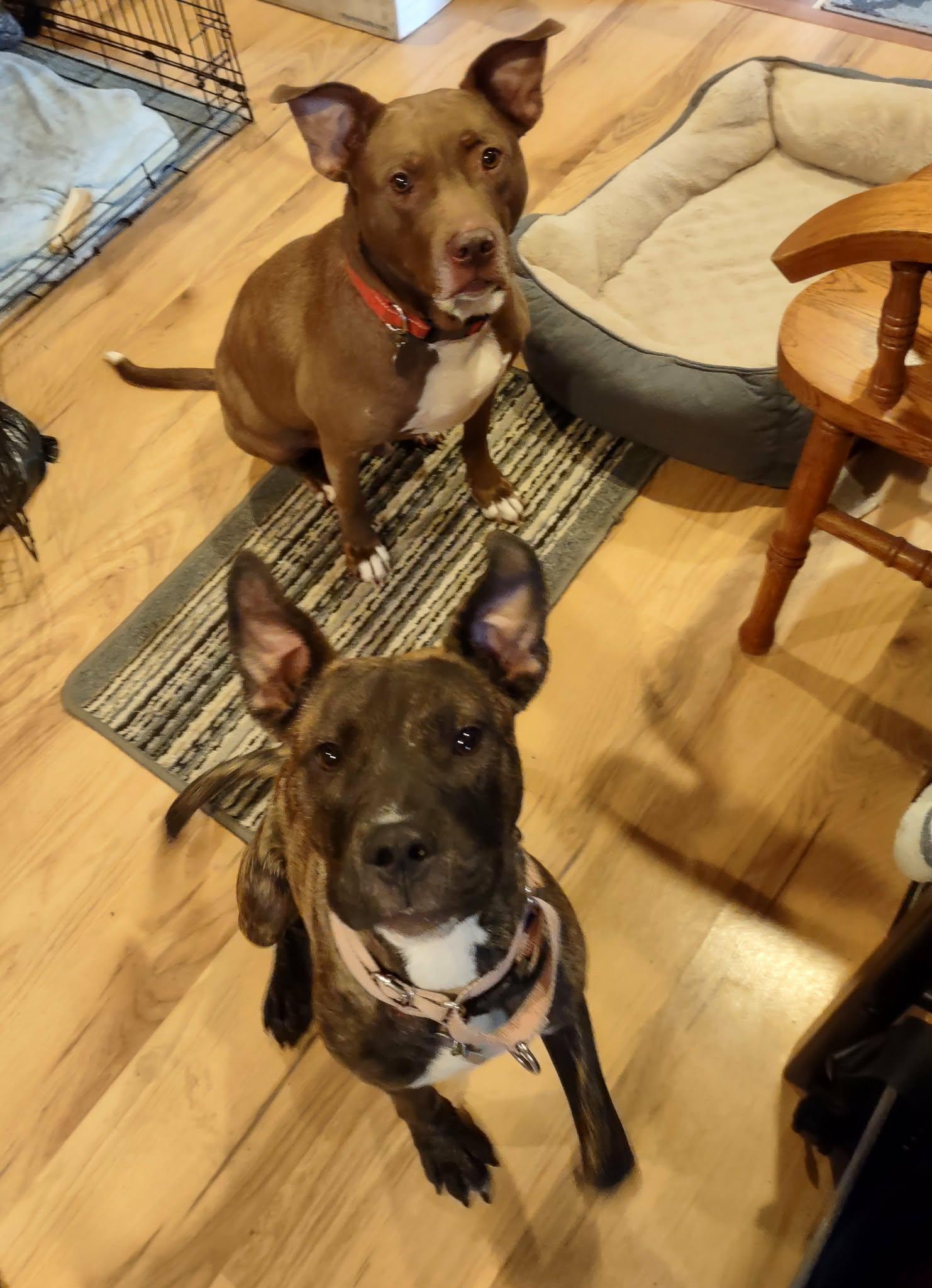 Little pocket Pearl, a Adoptable mixed breed in Blue Bell, PA image 6/6