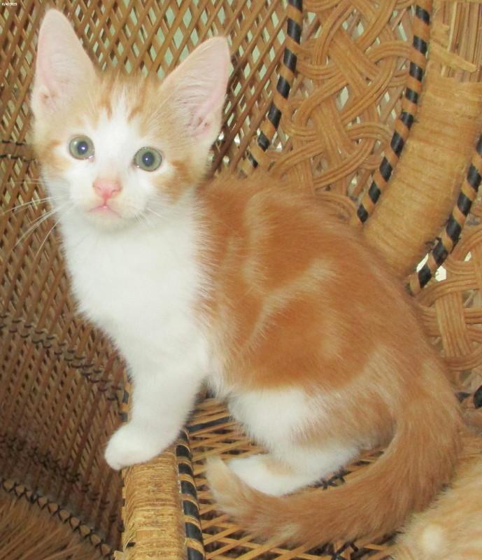 Ralph, Baby Male unknown