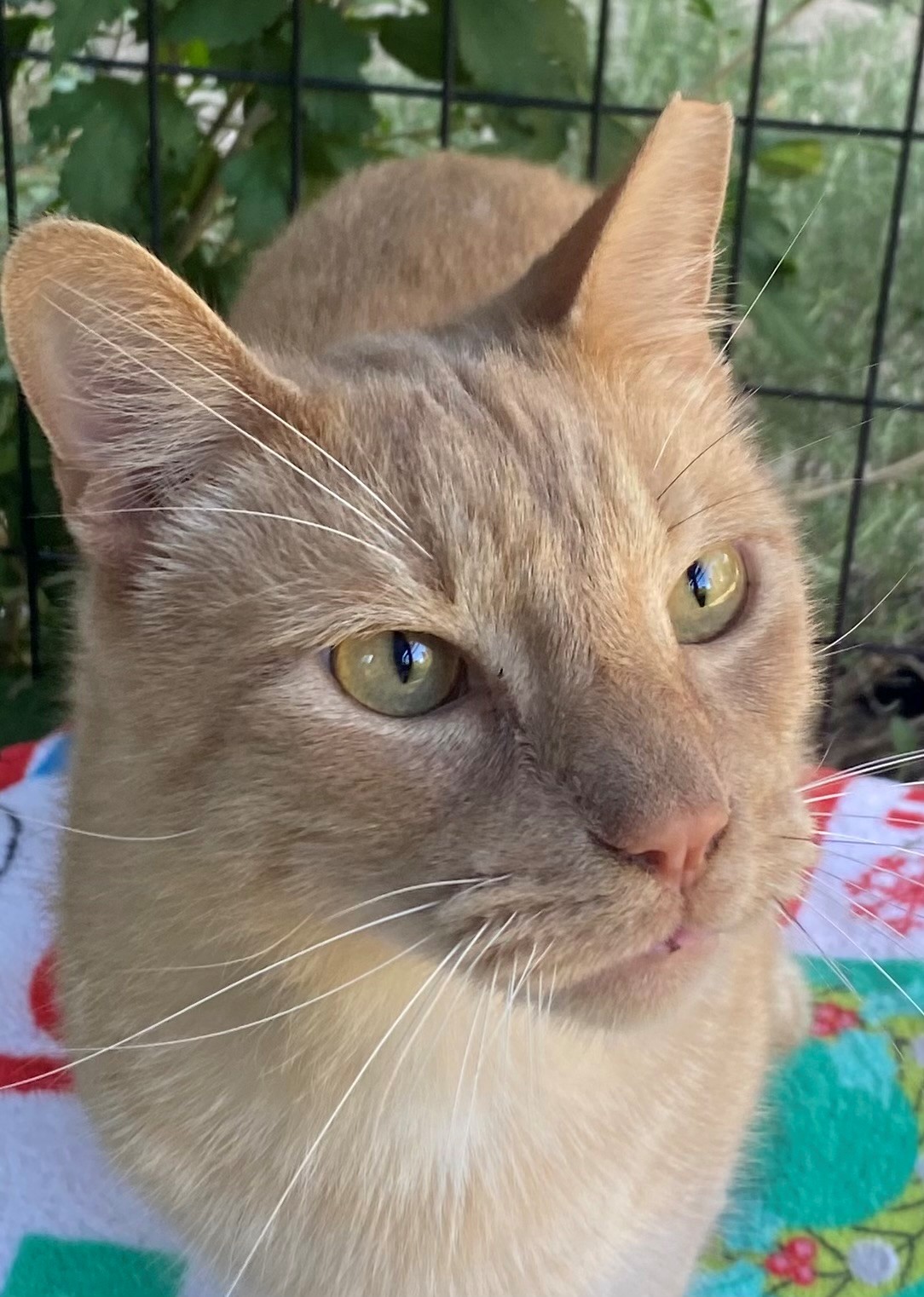 Caramello, a Adoptable American Shorthair in Greensboro, NC image 1/4