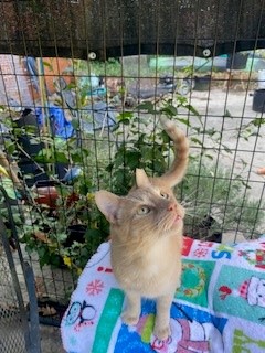 Caramello, a Adoptable American Shorthair in Greensboro, NC image 2/4