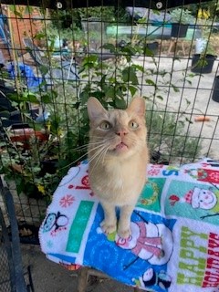 Caramello, a Adoptable American Shorthair in Greensboro, NC image 3/4