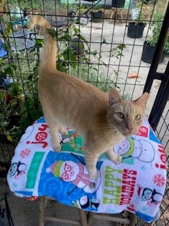 Caramello, a Adoptable American Shorthair in Greensboro, NC image 4/4
